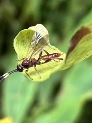 Cratichneumon