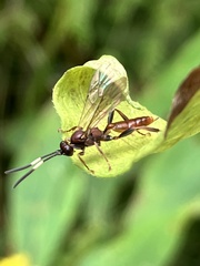 Cratichneumon