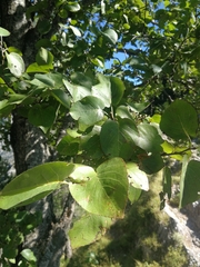 Alnus cordata