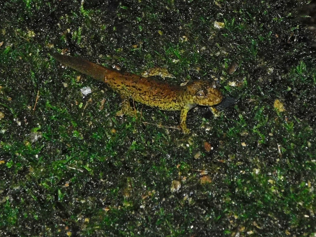 Dusky Salamanders