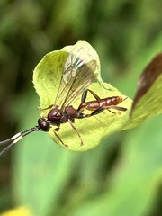 Cratichneumon