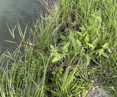 Scrophularia auriculata