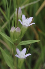 Gentianella amarella acuta