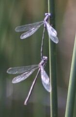 Lestes congener