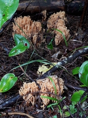 Ramaria stricta