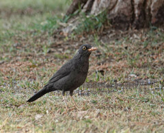 Turdus chiguanco