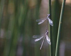 Lestes congener