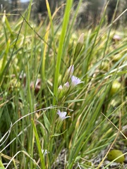 Gentianella amarella acuta