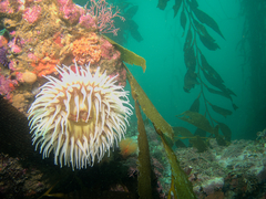 Urticina piscivora