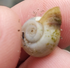 Planorbella campanulata