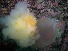 Phacellophora camtschatica