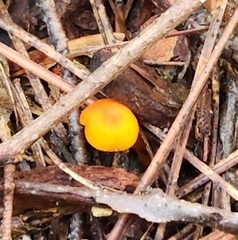 Xeromphalina cauticinalis