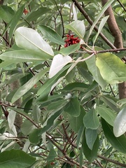 Magnolia