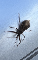 Acholla multispinosa