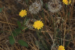 Hypochaeris radicata