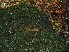 Desmognathus amphileucus