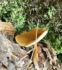 Gyroporus