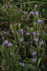 Gentianella amarella acuta