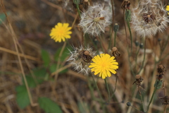 Hypochaeris radicata
