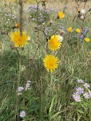 Sonchus arvensis