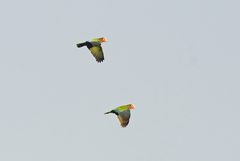 Amazona leucocephala