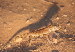 Stenodactylus doriae