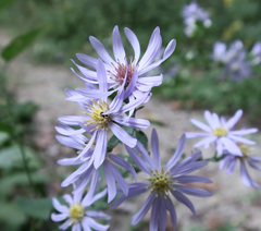 Symphyotrichum shortii