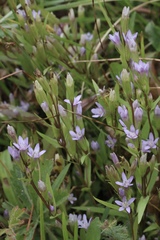 Gentianella amarella acuta