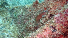 Rypticus saponaceus