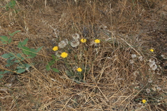 Hypochaeris radicata