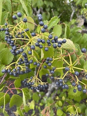 Viburnum dentatum