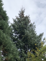 Picea sitchensis