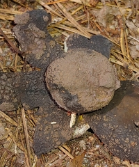 Scleroderma polyrhizum