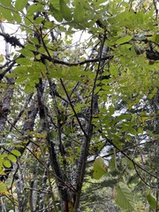 Sorbus decora