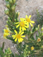 Dittrichia viscosa