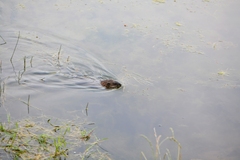 Ondatra zibethicus