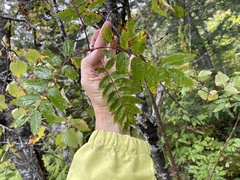 Sorbus decora