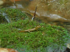 Desmognathus amphileucus