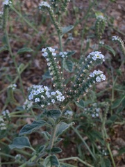 Heliotropium europaeum