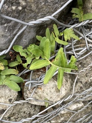 Polypodium vulgare