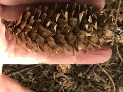 Picea sitchensis