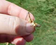 Melanoplini