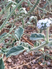 Heliotropium europaeum