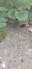 Herpyllus ecclesiasticus