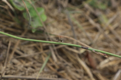 Toxomerus occidentalis