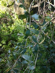 Berberis glaucocarpa