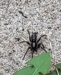 Herpyllus ecclesiasticus