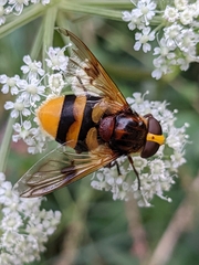 Volucella elegans