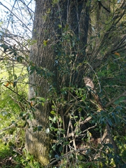 Berberis glaucocarpa