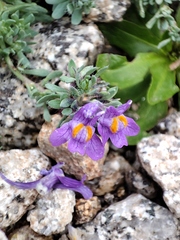 Linaria alpina